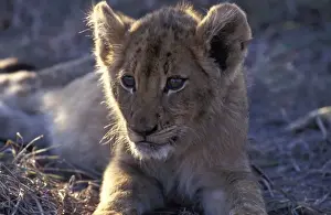 Lion - Cub resting with full belly after a good meal Sabi Sabi private game reserve, South Africa