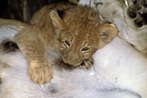 Lion - cub suckling