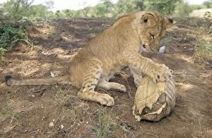 Images Dated 20th June 2007: Lion - cub with Tortoise