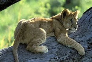 Lion - Cub in tree