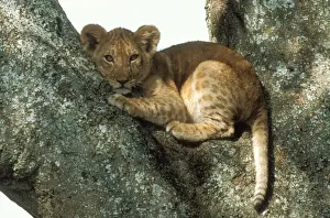 Lion cub in tree