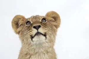 Lion cubs (approx 16 weeks old) face