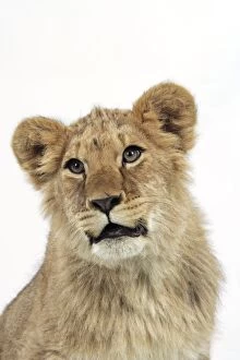 Images Dated 26th January 2007: Lion cub's (approx 16 weeks old) face