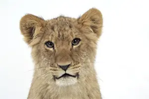 Boy's Bedroom Prints: Lion cub's (approx 16 weeks old) face