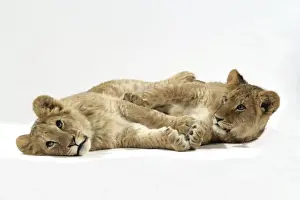 Big Cat Prints: Two lion cubs (approx 16 weeks old) laying together