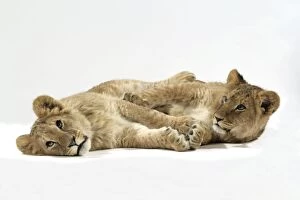 Two lion cubs (approx 16 weeks old) lying together