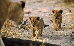 Roaring Prints: Lion cubs CRH 890 Respond to the call of their mother - Moremi