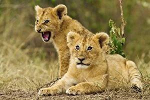 Images Dated 14th August 2011: Lion - cubs in grassland