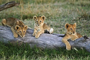 Images Dated 29th April 2008: Lion cubs on log, Panthera leo, Masai Mara