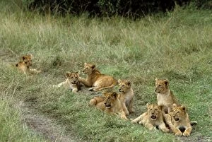 Images Dated 15th September 2004: Lion Cubs. Maasai Mara. Kenya, Africa