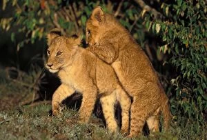 Images Dated 15th September 2004: Lion Cubs. Maasai Mara Kenya, Africa