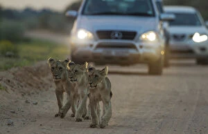 Lion - three cubs walking on a road - at dawn