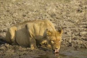 Lion - Drinking lioness at a waterhole