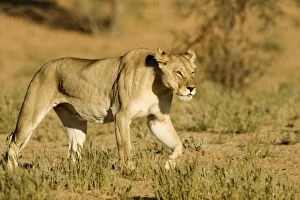 Images Dated 9th May 2008: Lion - female
