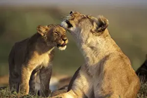 Rubbing Prints: Lion - Female with cub