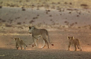 Lion - female with two cubs in the light of the