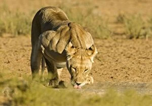 Images Dated 9th May 2008: Lion - female drinking - Kgalagadi Transfrontier Park - Kalahari - South Africa - Africa