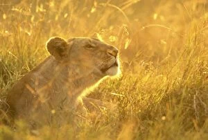 Lion - female in grass