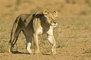 Images Dated 9th May 2008: Lion - female - Kgalagadi Transfrontier Park - Kalahari - South Africa - Africa