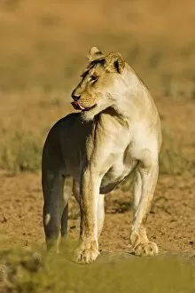 Images Dated 9th May 2008: Lion - female - Kgalagadi Transfrontier Park