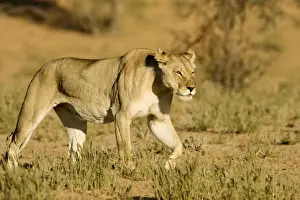 Lion - female - Kgalagadi Transfrontier Park - Kalahari - South Africa - Africa