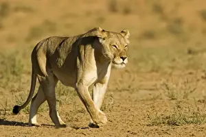 Lion - female - Kgalagadi Transfrontier Park - Kalahari - South Africa - Africa