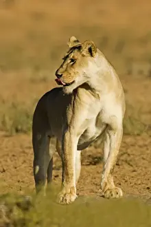 Lion - female - Kgalagadi Transfrontier Park - Kalahari - South Africa - Africa