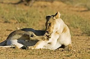 Images Dated 9th May 2008: Lion - female licking and scratching herself