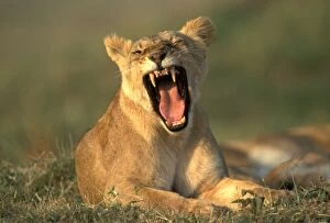 Lion - Female / Lioness yawning