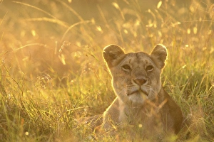 Images Dated 18th July 2005: Lion - Female lying down in grass