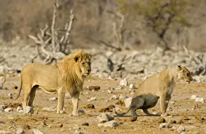 Lion Female urinating infront of a pride male Etosha National Park, Namibia, Africa