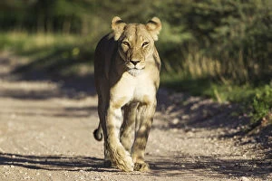 Lion - female - walking on a road - Kalahari Desert