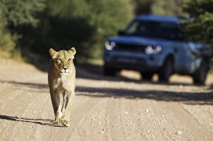 Lion - female walking on a road - behind it a tourist