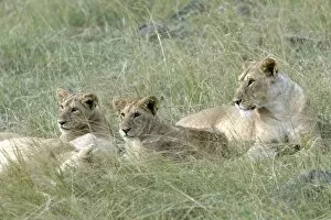 Lion - three females resting