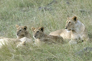 Images Dated 26th August 2004: Lion - three females resting. Kenya, Africa