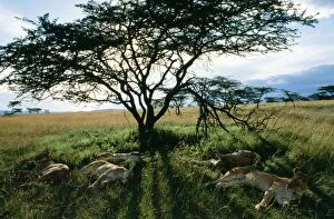 Images Dated 15th July 2004: Lion Females sleeping before night hunting, Maasai