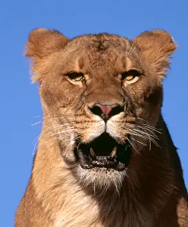 Roaring Prints: Lion FG 11036-C Close up head, Africa Panthera leo © Francois Gohier / ARDEA LONDON