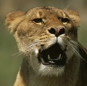 Lion FG 11199 (C) Panthera Leo © Francois Gohier / ARDEA LONDON