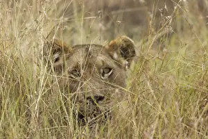 Lion In grass Maasai Mara, Africa