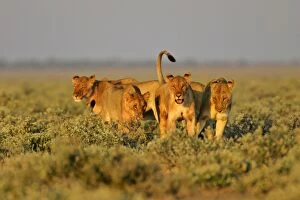 Lion - group of lioness preparing for the hunt