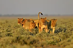 Elegant Prints: Lion group of lioness preparing for the hunt Etosha National Park, Namibia, Africa