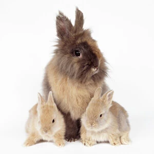 Mothers Collection: Lion Head Rabbit - with young