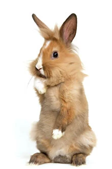 Small Pets Collection: Lion-headed Dwarf Rabbit - on hind legs