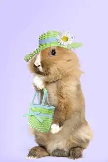 Bags Prints: Lion-headed Dwarf Rabbit - on hind legs Digital Manipulation: bag