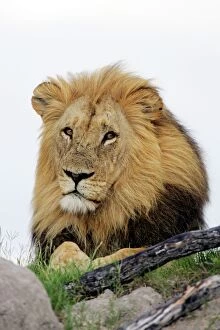 Images Dated 21st January 2007: Lion Hwange National Park, Zimbabwe