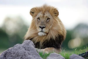 Big Cats Collection: Lion - Hwange National Park, Zimbabwe, Africa