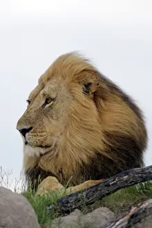 Proud Prints: Lion - Hwange National Park, Zimbabwe, Africa