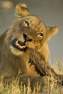 Images Dated 16th September 2006: Lion - Juvenile male biting the hairy leftovers