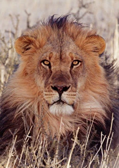 South Africa Collection: Lion Kalahari, Gemsbok National Park, South Africa