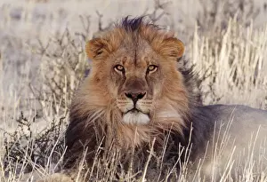 Boy's Bedroom Prints: Lion Kalahari, Gemsbok National Park, South Africa